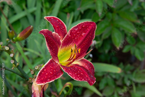 Beautiful bright red lily close-up against a background of green leaves