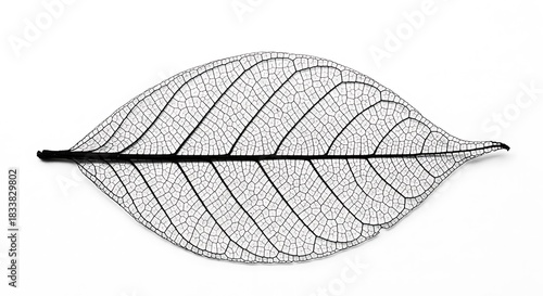 Intricate natural patterns revealed through the delicate venation of a dried leaf