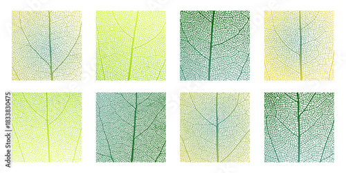 Leaf vein cell skeleton texture abstract background set with close up plant leaf cells structure pattern vector illustration. Macro leaf vein skeleton organic lattice natural foliage texture.