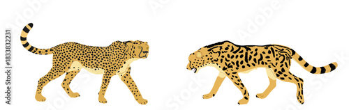 Cheetah couple vector illustration isolated on background. Big cat, fastest animal on planet. African safari. Elegant cheetah family, male and female mating. Cheetah male battle for female and mating.