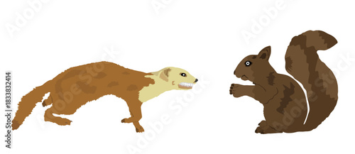 Blood thirsty weasel attack prey squirrel vector illustration isolated. Small deadly animal in hunt for food. Marten attacking rodent graphic cartoon.