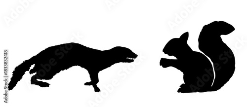 Blood thirsty weasel attack prey squirrel vector silhouette illustration isolated. Small deadly animal in hunt for food. Marten attacking rodent shape shadow graphic cartoon.
