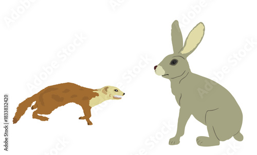 Blood thirsty weasel attack prey rabbit vector illustration isolated. Small deadly animal in hunt for food. Marten attacking hare shape shadow graphic cartoon. Trouble on farm.