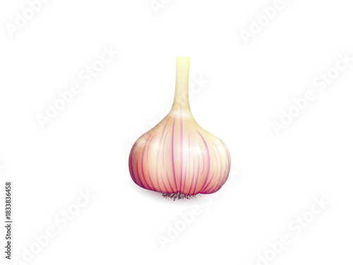 Vector garlic isolated on white background. Natural organic vegetable, agricultural root crop, spicy condiment, ingredient for eating