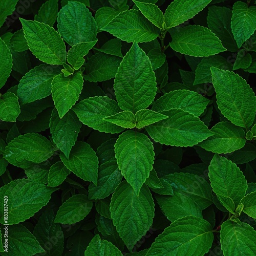 Vibrant and dense emerald foliage fills the frame, showcasing lush, healthy plant life with abundant, overlapping leaves and rich texture ,growth ,deep ,fresh