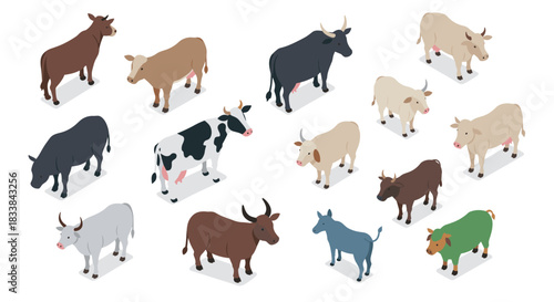Diverse isometric cattle breeds collection for farm and agriculture design projects