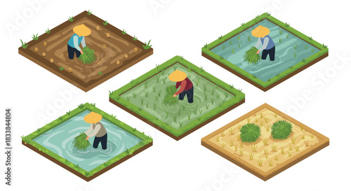 Isometric farmers planting rice in diverse paddies