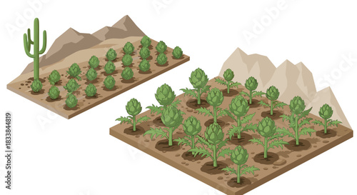 Isometric cactus and artichoke farm with desert landscape