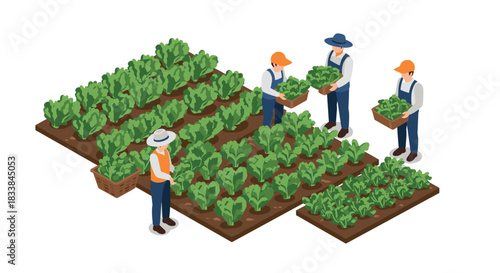 Isometric farmers harvesting crops on green organic farm
