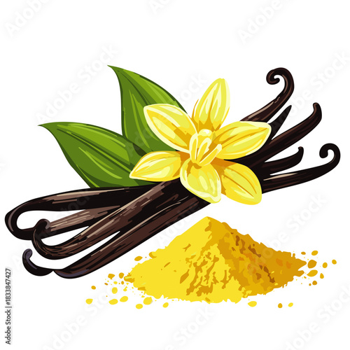 Vanilla Beans with Flower and Ground Vanilla Powder – Vector Illustration