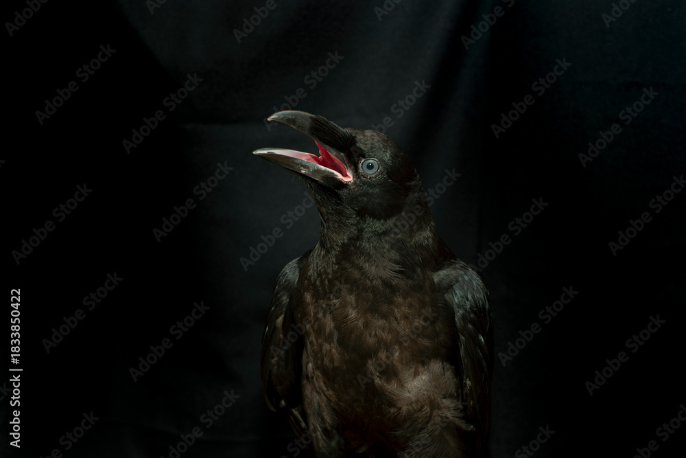 Fototapeta premium Black raven bird Corvus corax, dark style, big black scary bird sitting. Portrait for Halloween.