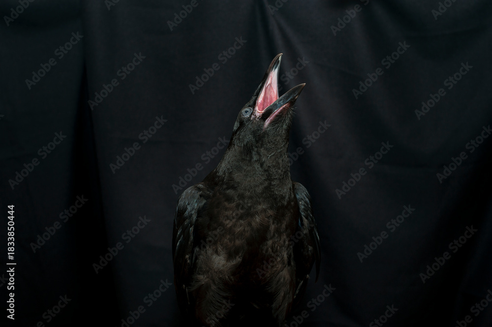 Obraz premium Black raven bird Corvus corax, dark style, big black scary bird sitting. Portrait for Halloween.