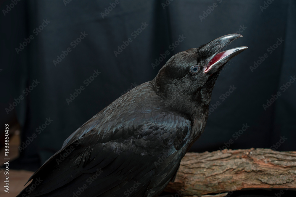 Fototapeta premium Black raven bird Corvus corax, dark style, big black scary bird sitting. Portrait for Halloween.