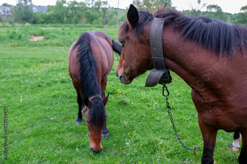 Wild horses in a large meadow with a beautiful view of the pale sky and silence at dawn