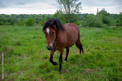 Wild horses in a large meadow with a beautiful view of the pale sky and silence at dawn