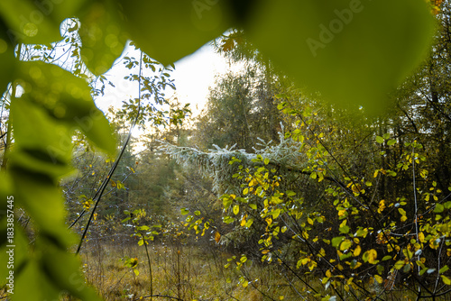 Ein Blick über Felder und durch Zweige mit Blättern im Herbst.