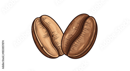 A detailed and colored vintage-style drawing of two roasted coffee beans isolated on a clean white background for cafe decor.