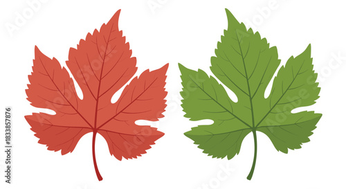 A simple and colorful illustration of two grape leaves one red for autumn and one green for summer on a white background.