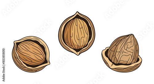 A set of three detailed colored illustrations of whole and cracked walnuts showing the kernel in a vintage drawing style.