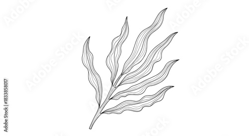 A detailed black and white vintage engraving style illustration of a kelp or seaweed plant frond on a white background.