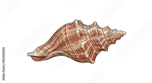 A beautifully detailed colored illustration of a large conch seashell rendered in a classic vintage engraving or sketch style.