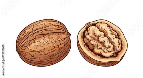 A highly detailed colored illustration of a whole walnut and another one cracked in half to show the intricate kernel.