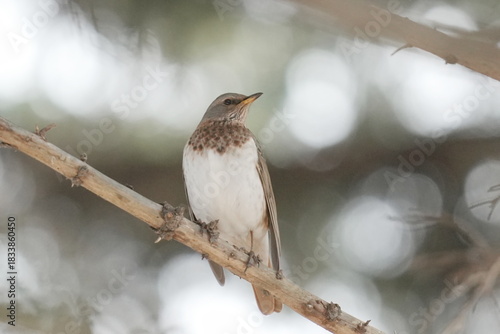 枝にとまるノドグロツグミ