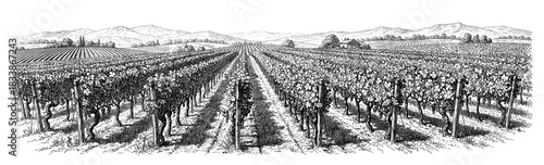 Vintage illustration of vineyard with rows of grapevines