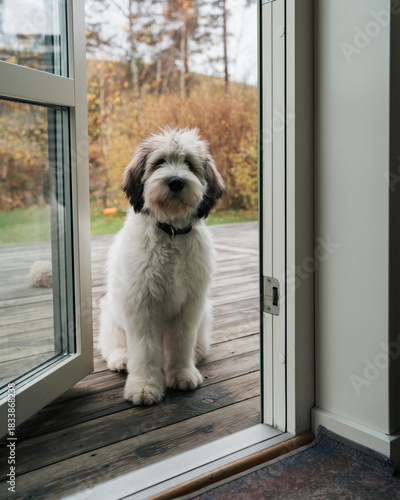 Polish Lowland Sheepdog puppy at the back door looking at his owner