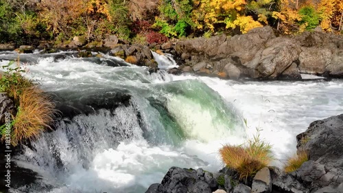 Salmon fish leaping jumping out of water while swimming upstream in the North Umpqua river in Oregon