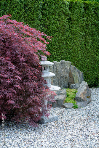 Stone Japanese lantern hidden in red maple by rock garden
