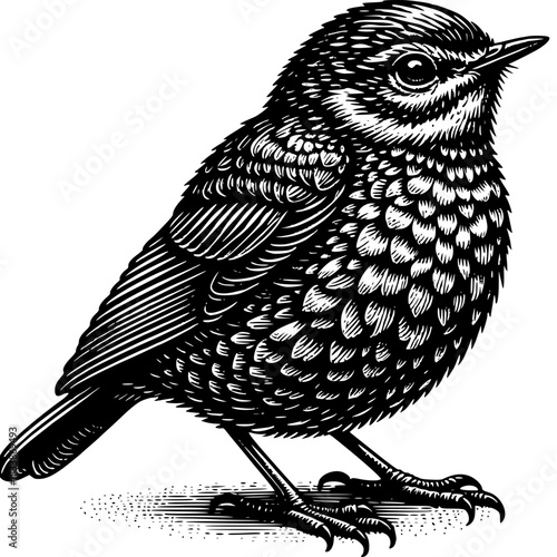 Illustration of an Adorable Bird: A finely detailed black and white illustration of a small, charming bird. Its intricate feathers and delicate features are brought to life with skillful line work.