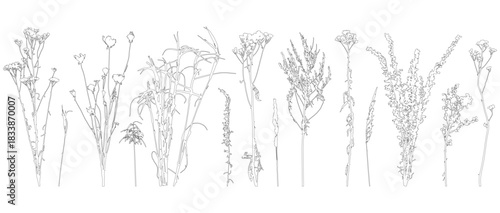 Set of contours different plants and weeds. Vector illustration.
