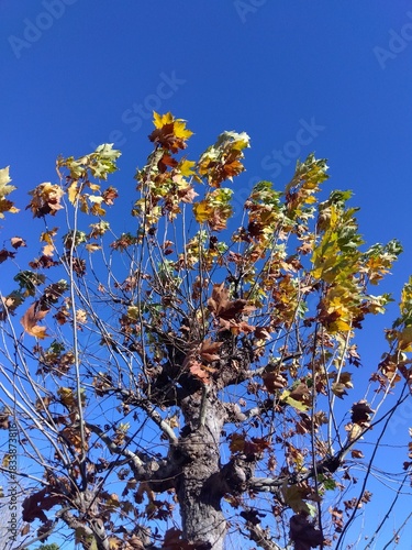 枯れ葉の残る冬のプラタナスと青空