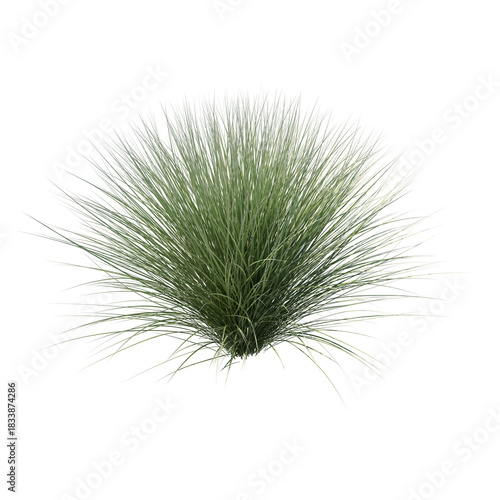 Sedge bush isolated transparent background photo realistic 3d rendering PNG with alpha channel