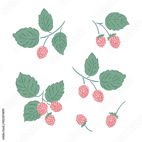 Vector raspberries with leaves isolated on white background. Berry clip art 