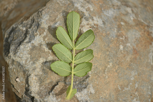 Εκτύπωση καμβά Rosa rugosa leaf showing odd pinnate foliage adapted to salty coastal winds acro