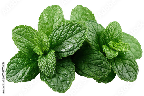 Fresh Mint Leaves Herb Garden Essence Culinary and Tea Ingredient Vibrant Green Sprigs Isolated