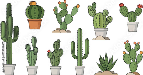 A collection of various cartoon cactus and succulent plants, some in pots and with flowers, isolated on a white background as a vector set