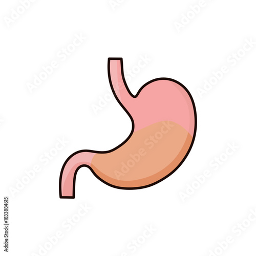 Human Stomach Anatomy Digestive System Organ Illustration