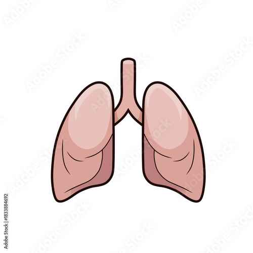 Human Lungs Anatomy Medical Illustration for Respiratory System Health