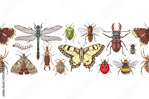 Insects hand drawn seamless border