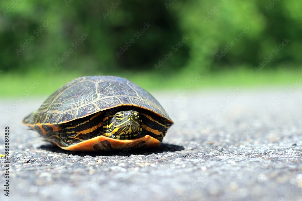 Obraz premium Painted Turtle on the ground