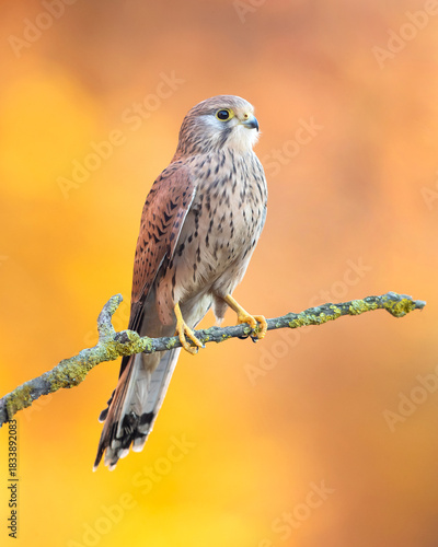 This species occurs over a large native range. It is widespread in Europe, Asia and Africa, as well as occasionally reaching the east coast of North America.