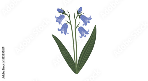 Simple and clean illustration of a beautiful bluebell flower stem with multiple blossoms and green leaves on a white background.