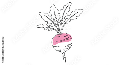 Continuous one-line drawing of a radish with a pink color accent, illustrated in a modern and minimalist artistic style.
