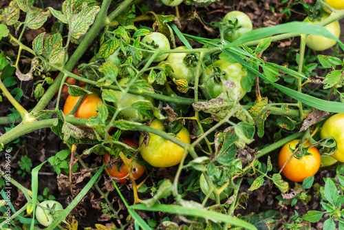 Ripe and Unripe Tomatoes Growing Organically on Vine in a Garden Field