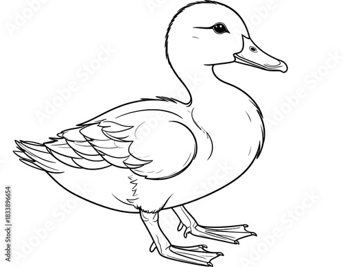 duck isolated on white background