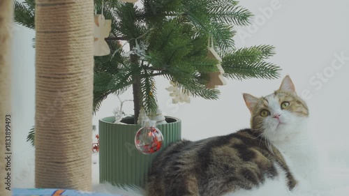 winter holiday and cat concept with scottish cat wear silk scarf and play with pine and christmas tree decorate and gift box background