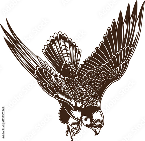 Detailed black and white vector illustration of a falcon diving